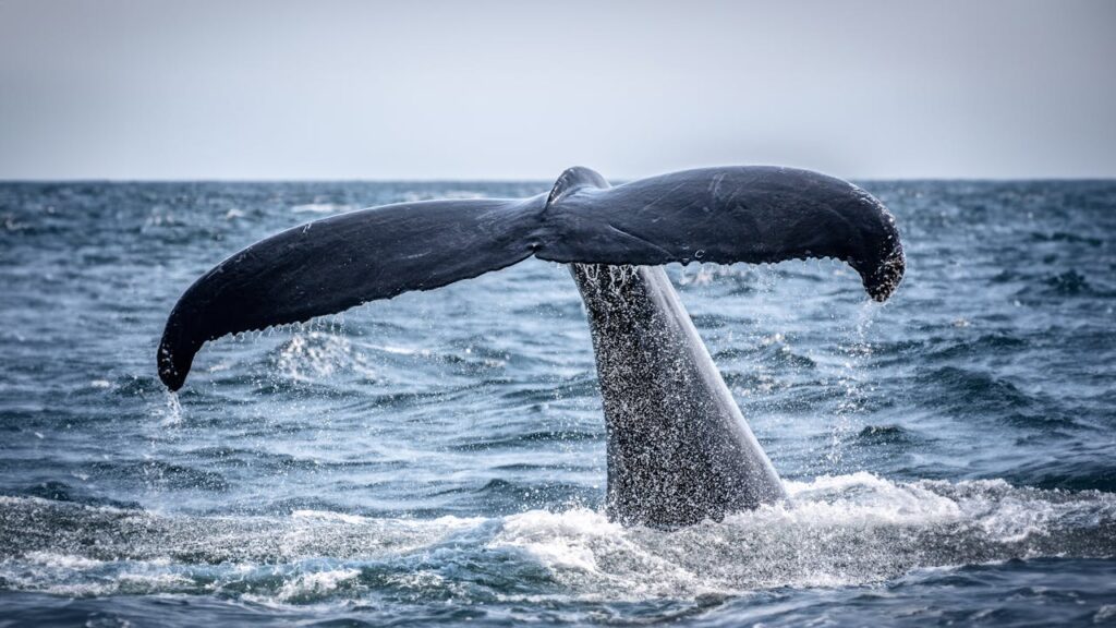 whale watching tour boston